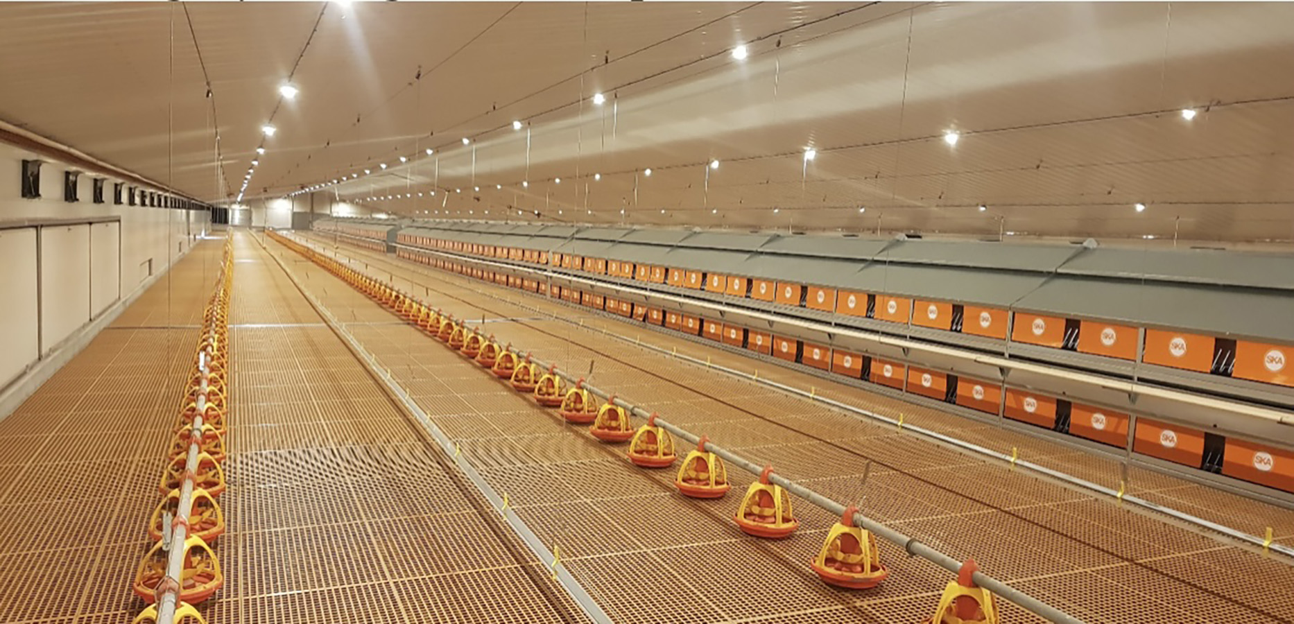 Inside one of Casaccio’s modern, environmentally friendly automated hen houses
